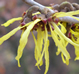 Hamamelis x intermedia 'Westerstede'